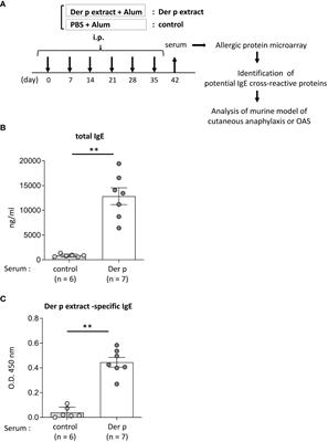 Murine model identifies tropomyosin as IgE cross-reactive protein between house dust mite and coho salmon that possibly contributes to the development of salmon allergy